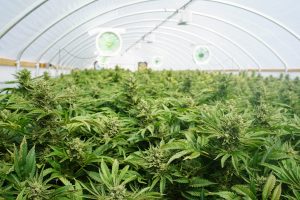 Indoor marijuana growing operation