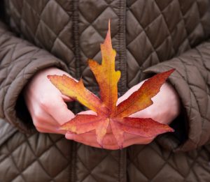 holding fall maple leaf