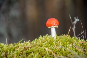 Magic mushroom growing in forest