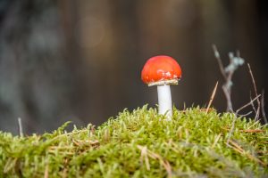 Magic mushroom growing in forest