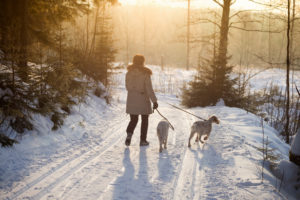 Rear view of person with shoulder-length hair in heavy coat walking two dogs in snow at sunset