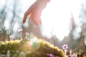 Photo of hand reaching down to a new flower in the grass to touch it with a fingertip. Sunlight in the background.