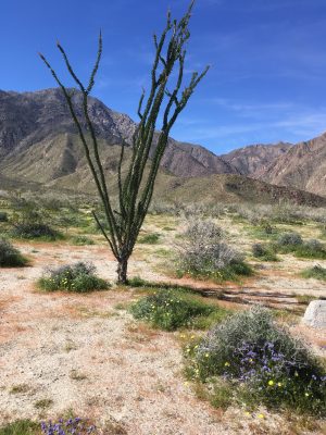 Photo of desert and cactus taken at Anza Bott