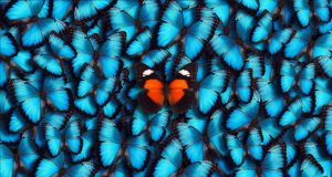 Large group of blue morpho butterflies (Morpho peleides) as a background with one orange butterfly in the foreground.