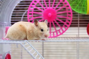 Hamster sitting in a cage in front of wheel