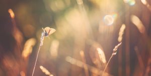 Selective focus of meadow where butterfly has landed on tall waving grass