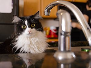 Tuxedo cat sitting on kitchen sink looks up 