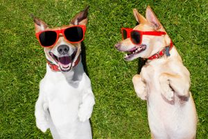 Two dogs wearing sunglasses