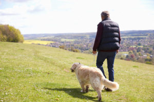 Rear View Of Mature Man Taking Golden Retriever For Walk