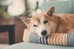 Shiba Inu with eye half closed lying on pillow in living room relaxing