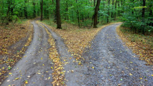 Two roads diverge in forest, one more strewn with fallen leaves