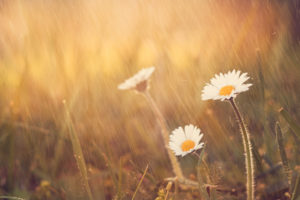 Daisies stand upright in midst of rain shower