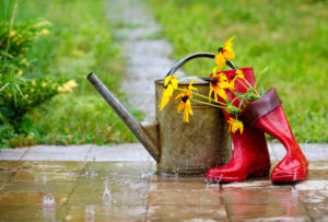 Red rain boots, watering can and flowers in spring garden under the rain