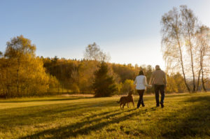 Rear view distance photo of mature couple walking dog through field in autumn