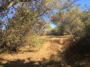 Photo of trees and grasses in Madrona Marsh wetlands, CA. 