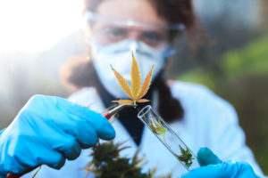 A scientist picks up a cannabis plant with her tweezers.