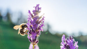 Bee pollinates lavender flower