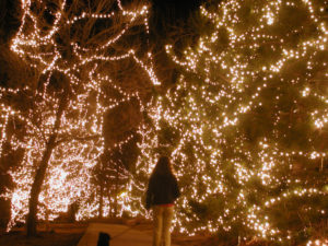 Rear view of person walking dog down path under trees decorated with lights