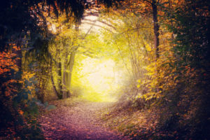 Path in autumn woods is illuminated with mysterious golden light