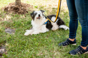 A dog sitting in the grass wearing service vest helps by supporting standing person