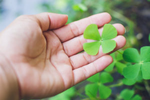 Hand holding a four-leaf clover