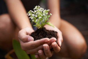 Holding small bunch of flowers ready to plant in soil