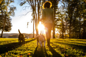 Rear view of person with long curly hair walking dogs through sunlit park