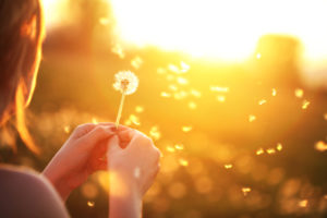 Cropped photo of young person blowing a dandelion. Bright sunset background with golden light