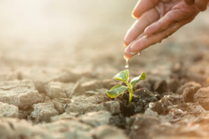 Hand drips water gently over seedling growing out of rocky ground