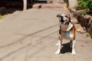 Dog at end of leash barks and seems upset