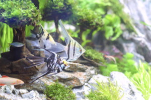 Silver and black fish swim in aquarium.