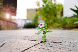 Wild flower blooms through crack in concrete