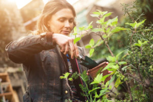 Person wearing fall clothes trims bushes in community garden