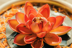 Pure Nelumbo flower known as Lotus in a copper vase. Sacred plant in Hinduism and Buddhism