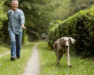 Man walks dog while it tugs at its leash