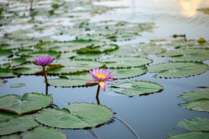 Two purple lotus flowers float with leaves in a pond