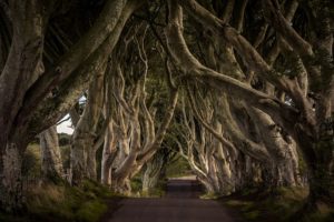 Gnarled, twisted tree trunks line each side of a small road.