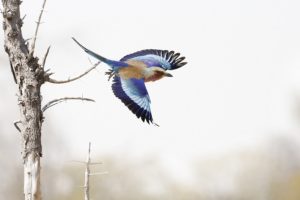 Colorful bird taking flight