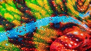 Closeup of colorful reptile skin