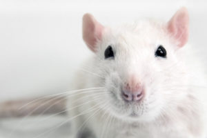 White rat looking toward viewer