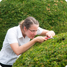 A hedge being carefully trimmed, representing perfectionism, exacting standards, and healthy striving.