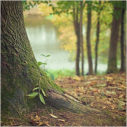 Suzanne  Sneed-Dodson, LPC