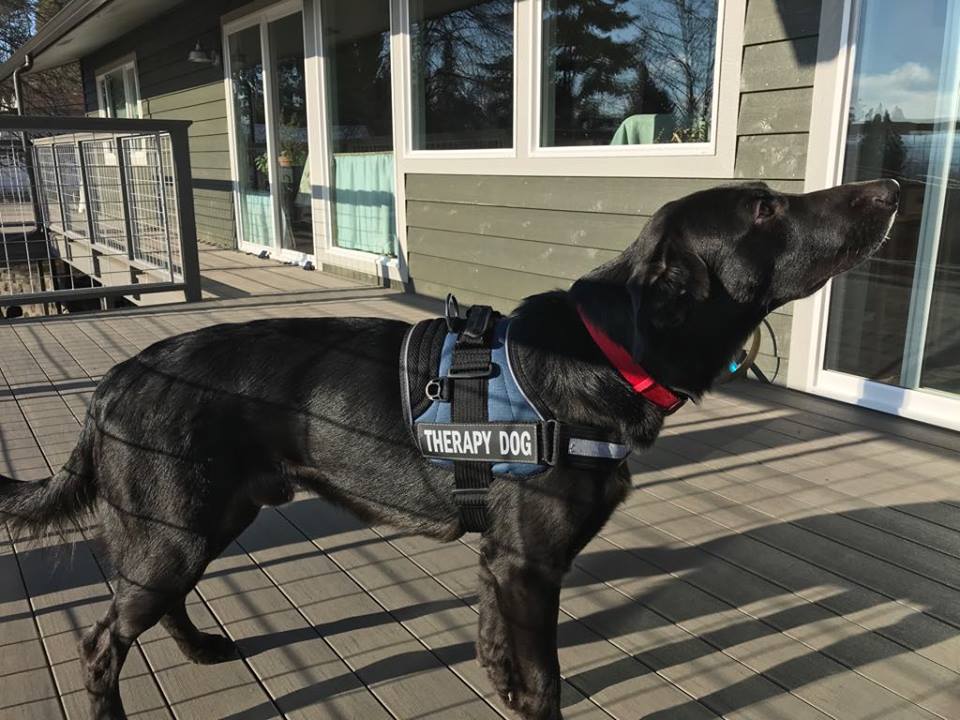 Black therapy dog on porch 