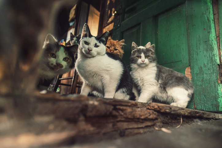 Many cats sit in a doorway, staring directly at the camera.