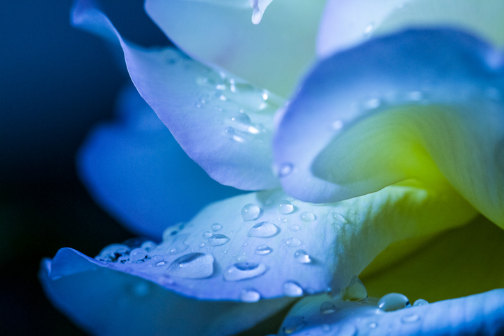 Blue flower petals after rain.