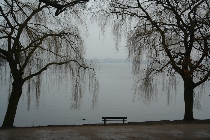 Dark trees surrounding bench in mist by river