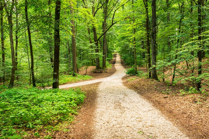 Two forest paths merge