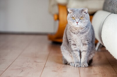 Therapy cat sitting in a therapist's office