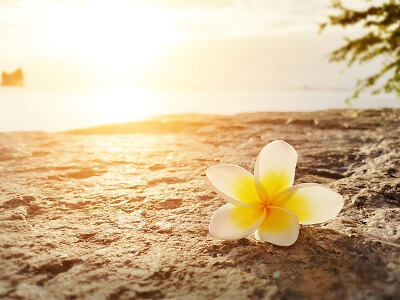 One white and yellow plumeria flower on a rock next to the beach at sunrise