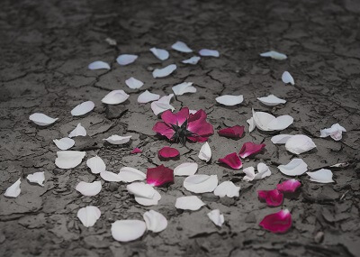 Withered rose with scattered petals on cracked ground